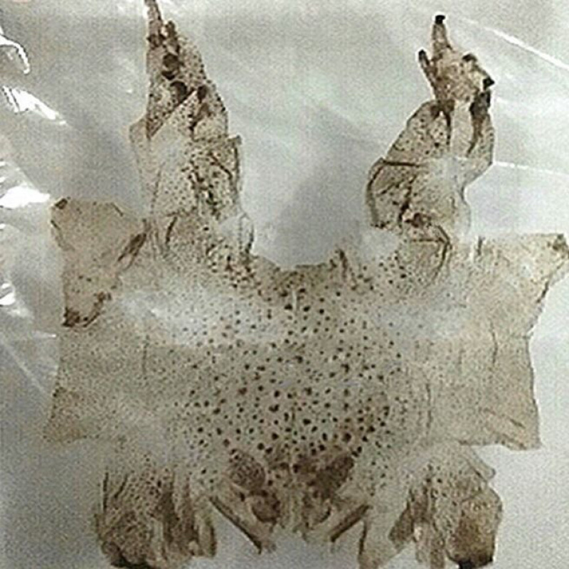 蟾衣一手货源产地直销