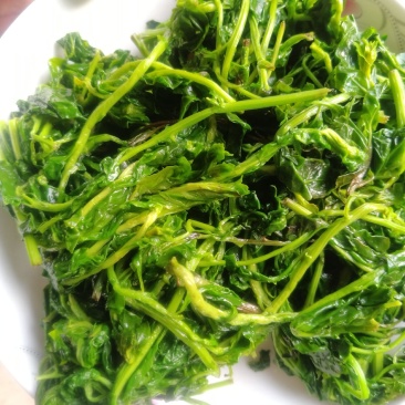 枸杞芽菜，自然生长，开春人工採摘。