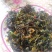枸杞芽菜，自然生长，开春人工採摘。
