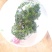 枸杞芽菜，自然生长，开春人工採摘。