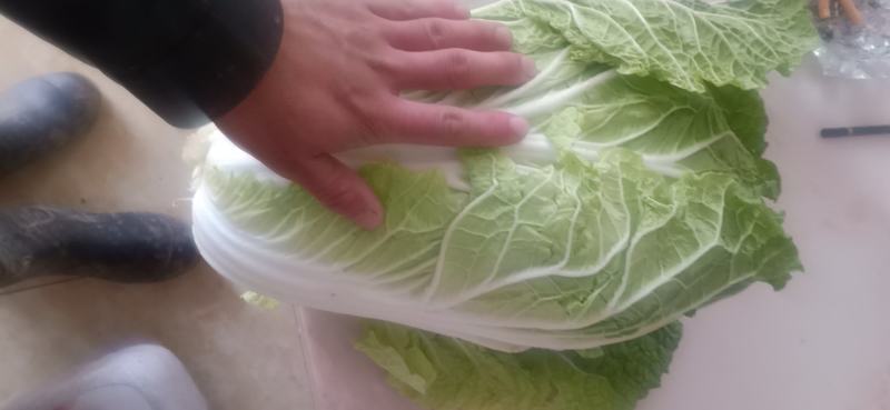 黄心白菜，又绿。又好，又漂亮，