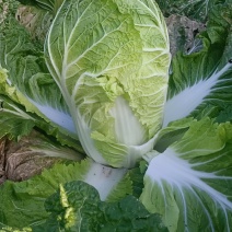黄心白菜，又绿。又好，又漂亮，
