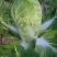 黄心白菜，又绿。又好，又漂亮，