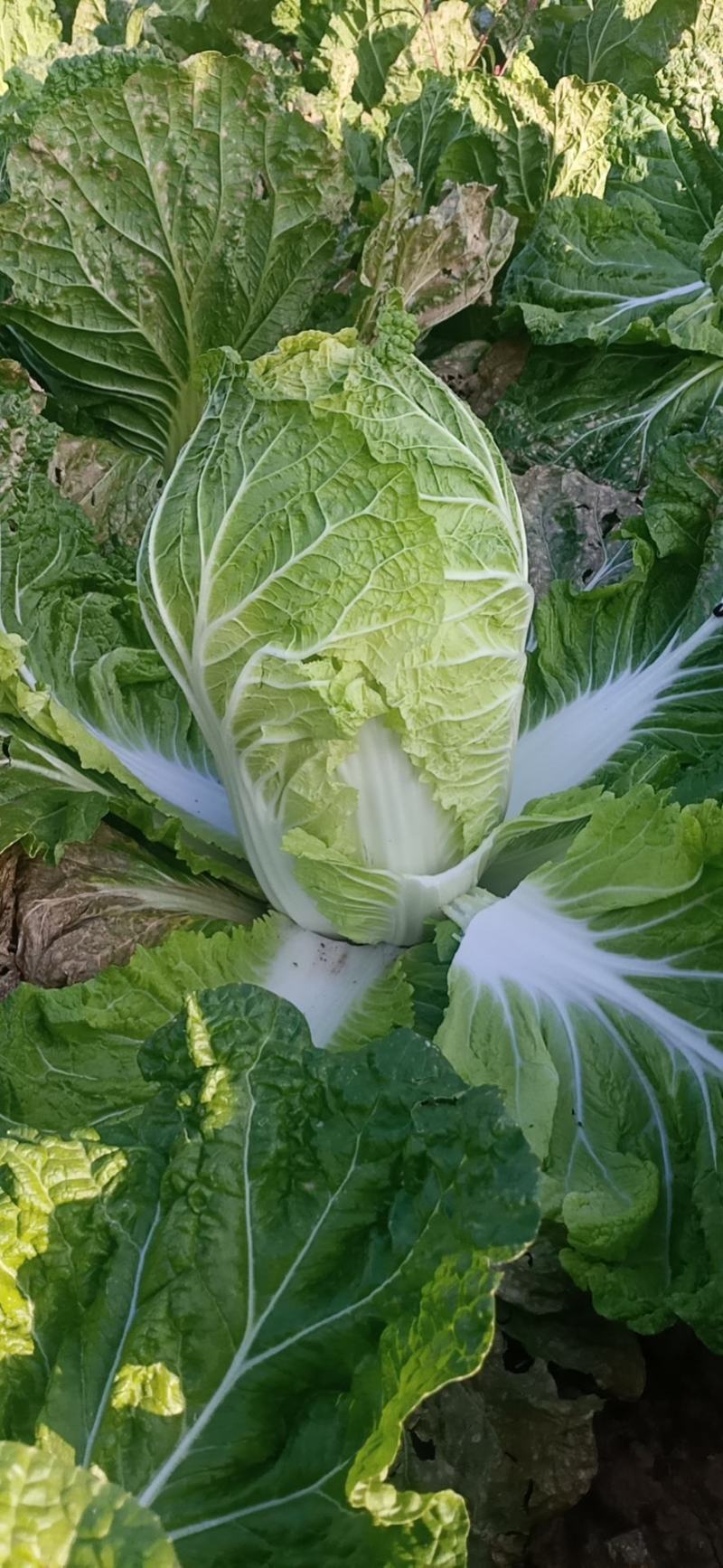 黄心白菜，又绿。又好，又漂亮，