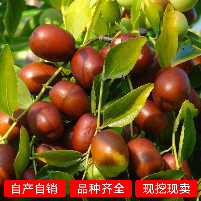 优质冬枣苗，货源充足基地直发南北方种植放心苗