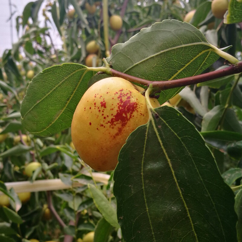 优质冬枣苗，货源充足基地直发南北方种植放心苗