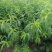 精品沂蒙霜红桃苗，基地直发南北方种植放心苗，包技术