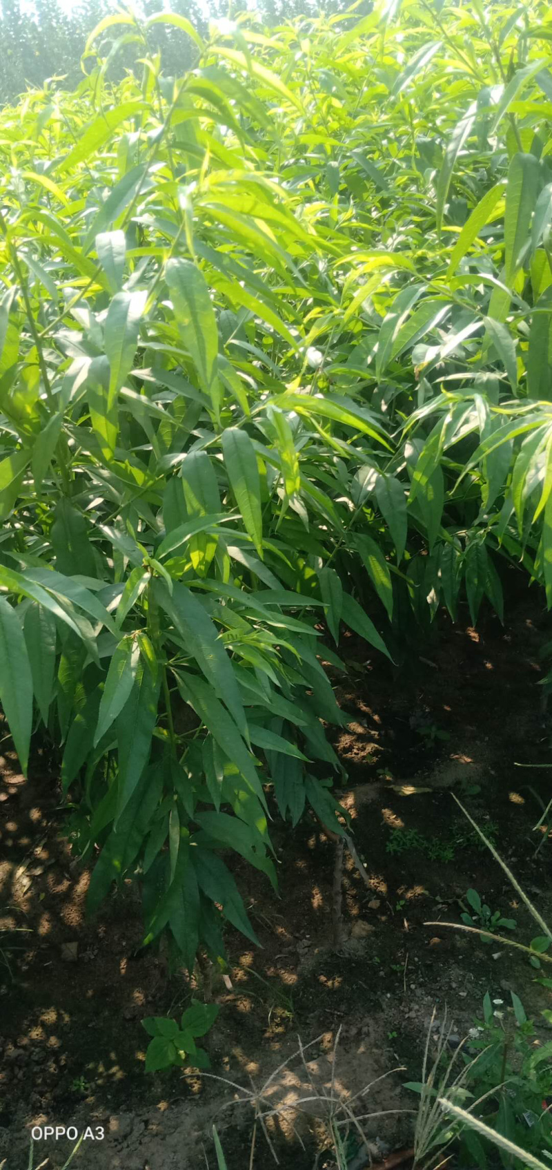 精品沂蒙霜红桃苗，基地直发南北方种植放心苗，包技术