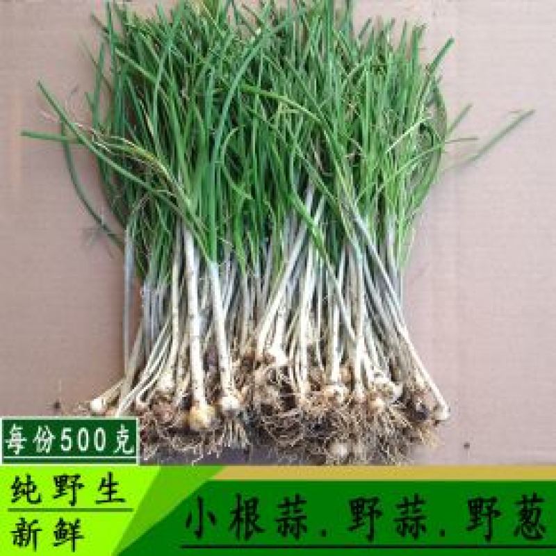 常期供应野山蒜，贼蒜。野小蒜，小根蒜。野山菜