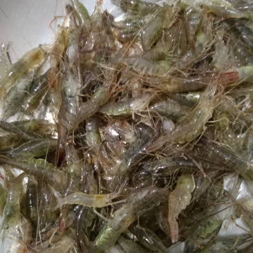 原生态淡水河虾，朱赵新河水产！可合作养殖！