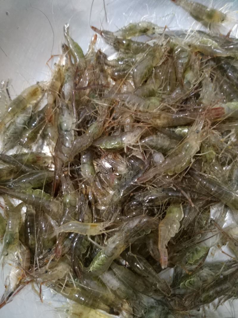 原生态淡水河虾，朱赵新河水产！可合作养殖！