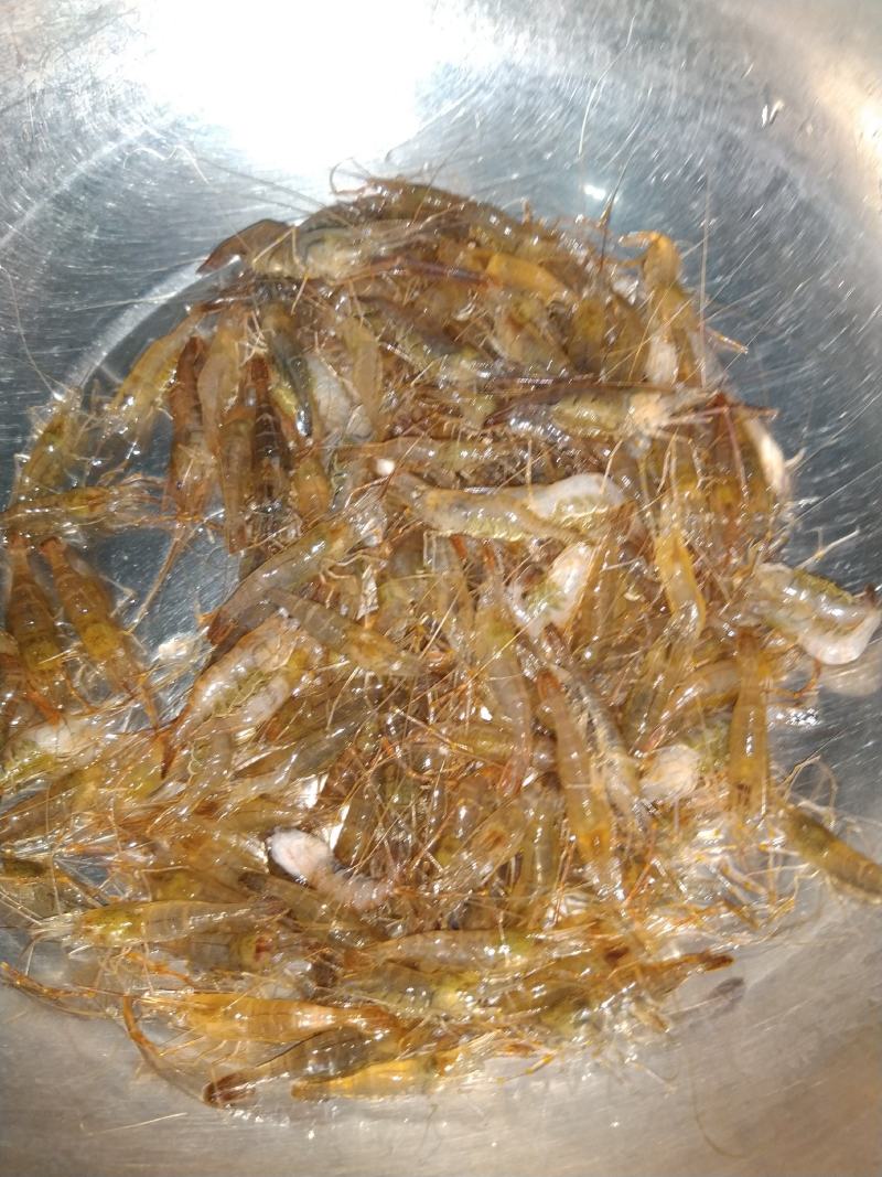原生态淡水河虾，朱赵新河水产！可合作养殖！