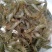 原生态淡水河虾，朱赵新河水产！可合作养殖！