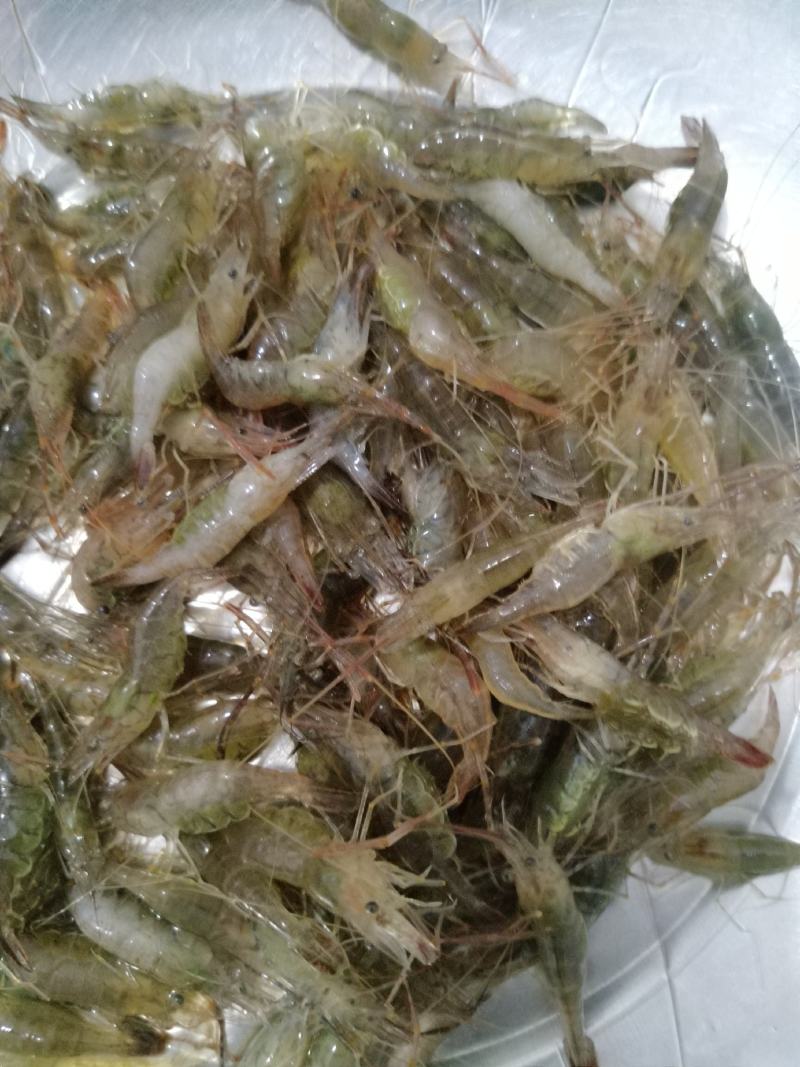 原生态淡水河虾，朱赵新河水产！可合作养殖！