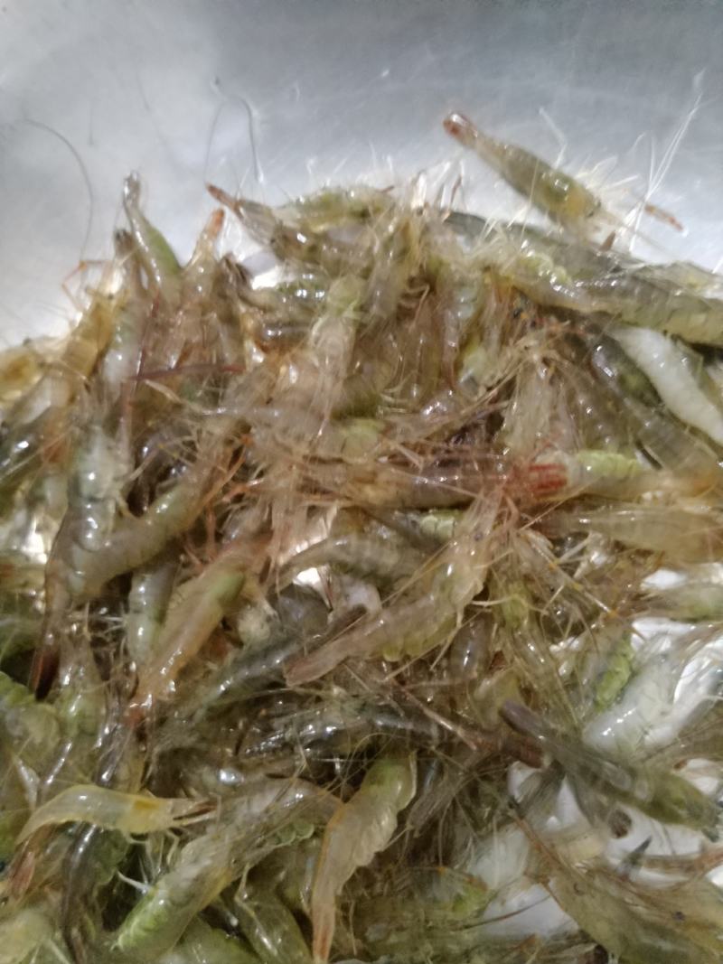 原生态淡水河虾，朱赵新河水产！可合作养殖！