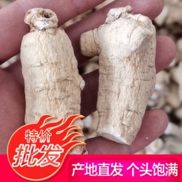 【欢迎来电】西洋参花旗参粒头无硫磺质量优质