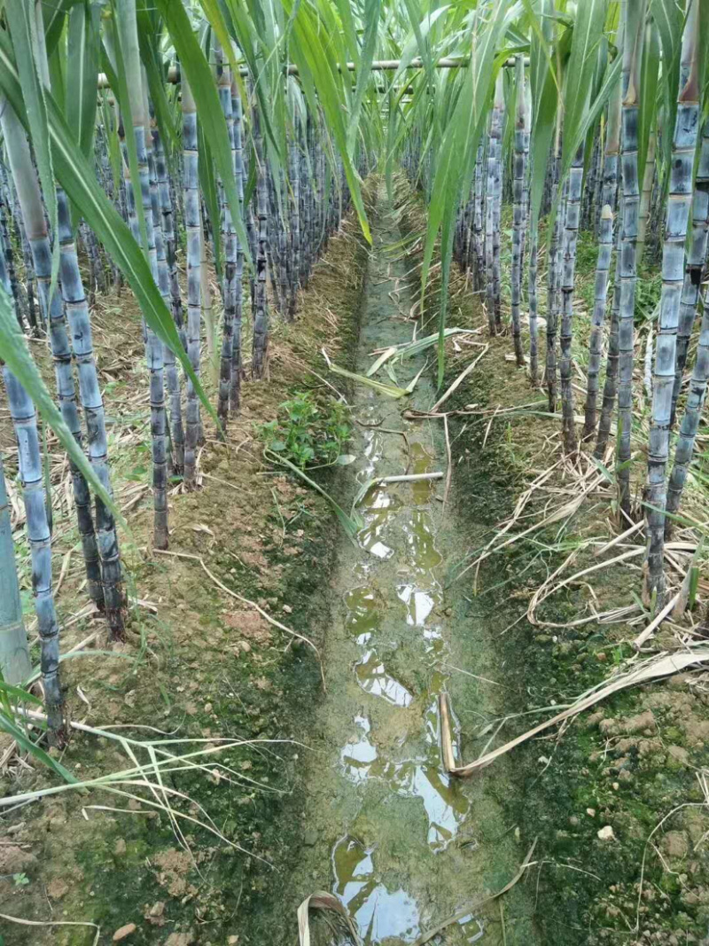 黑皮，黄皮甘蔗小张代办