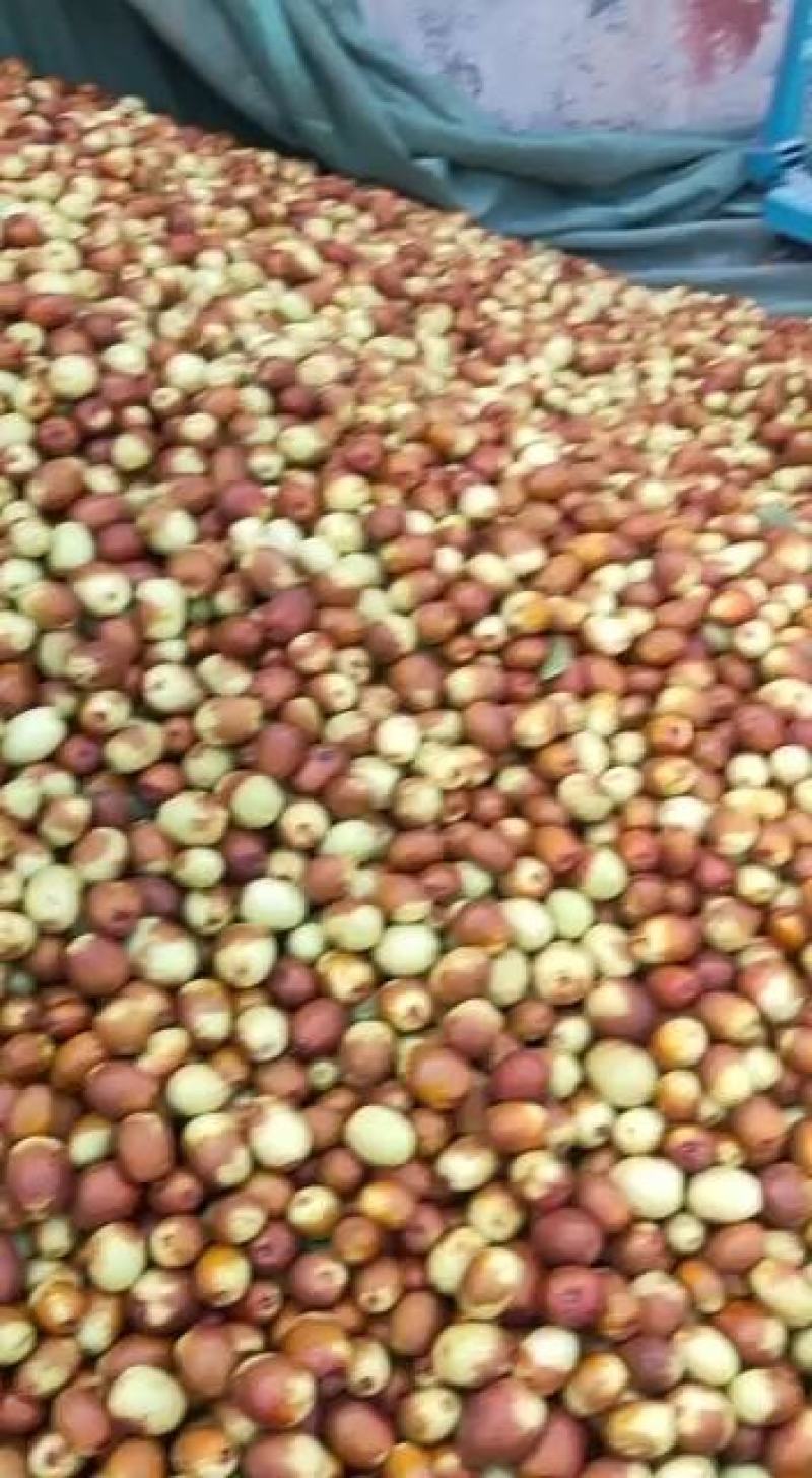 鲜红无核脆枣沧州产地皮薄肉厚脆甜可口，纯绿色食品