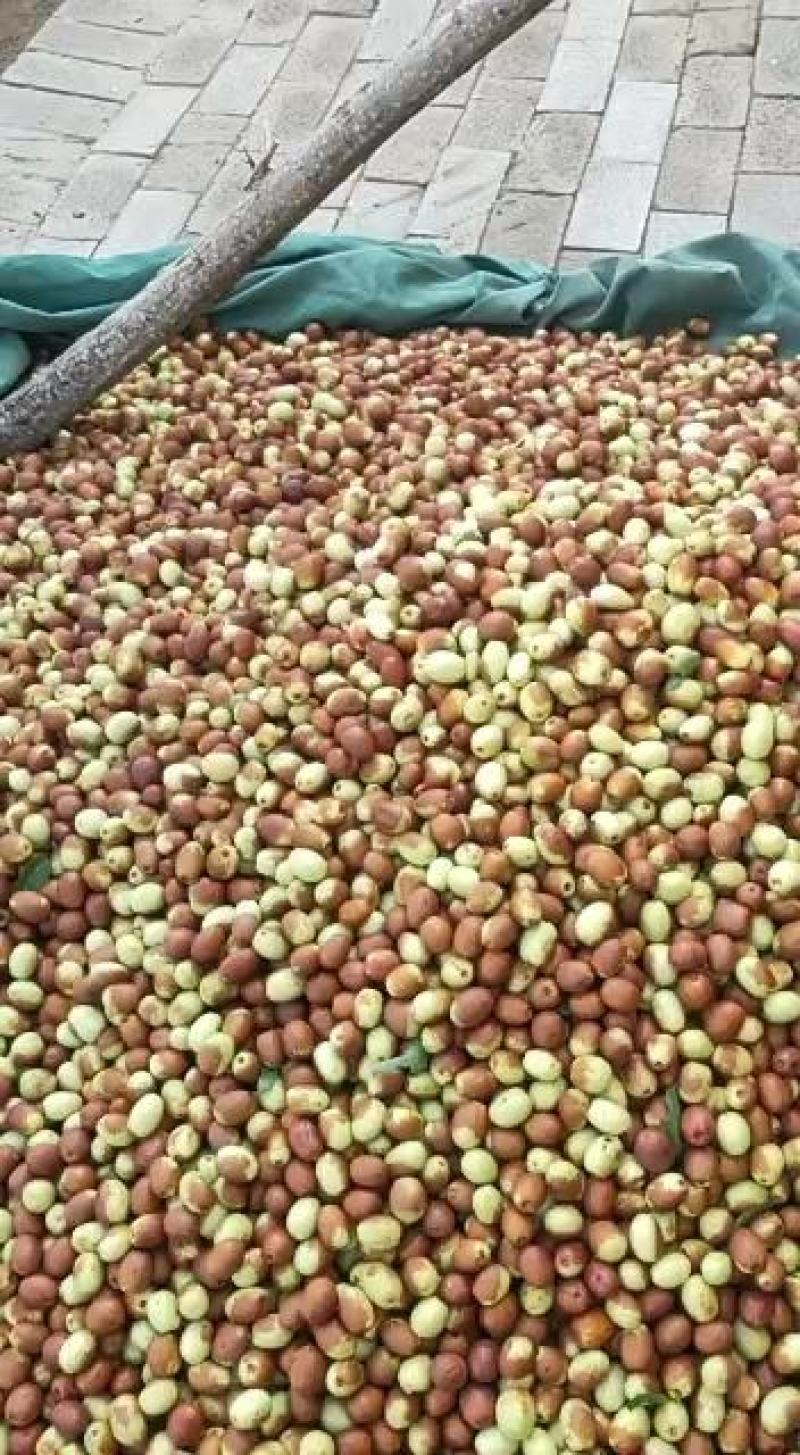 鲜红无核脆枣沧州产地皮薄肉厚脆甜可口，纯绿色食品