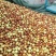鲜红无核脆枣沧州产地皮薄肉厚脆甜可口，纯绿色食品