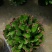 优质蟹爪兰货源充足品质保证放心选苗欢迎电话联系