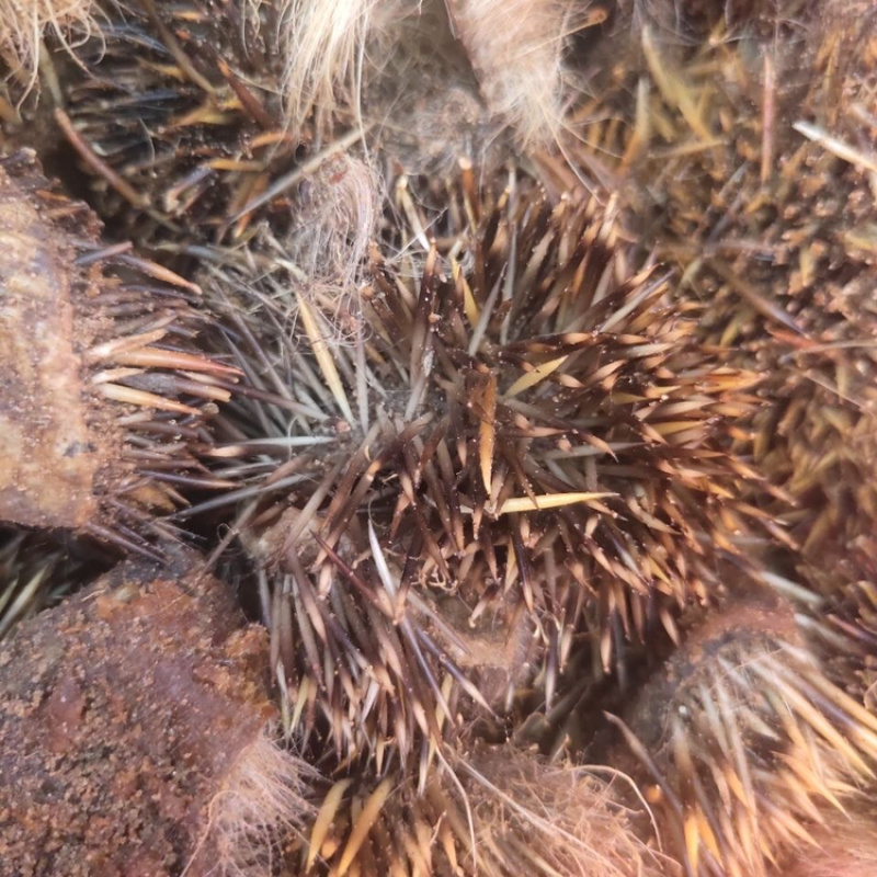 刺猬皮一手货源产地直销量大从优