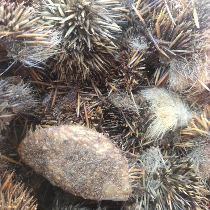 刺猬皮一手货源产地直销量大从优