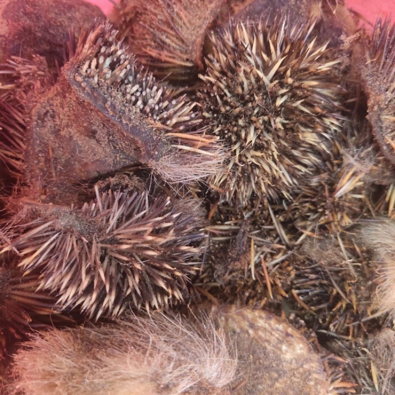刺猬皮一手货源产地直销量大从优
