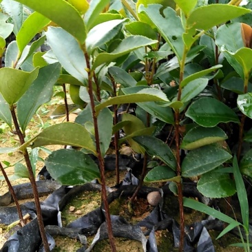 油茶苗，营养袋苗。h20ml起。