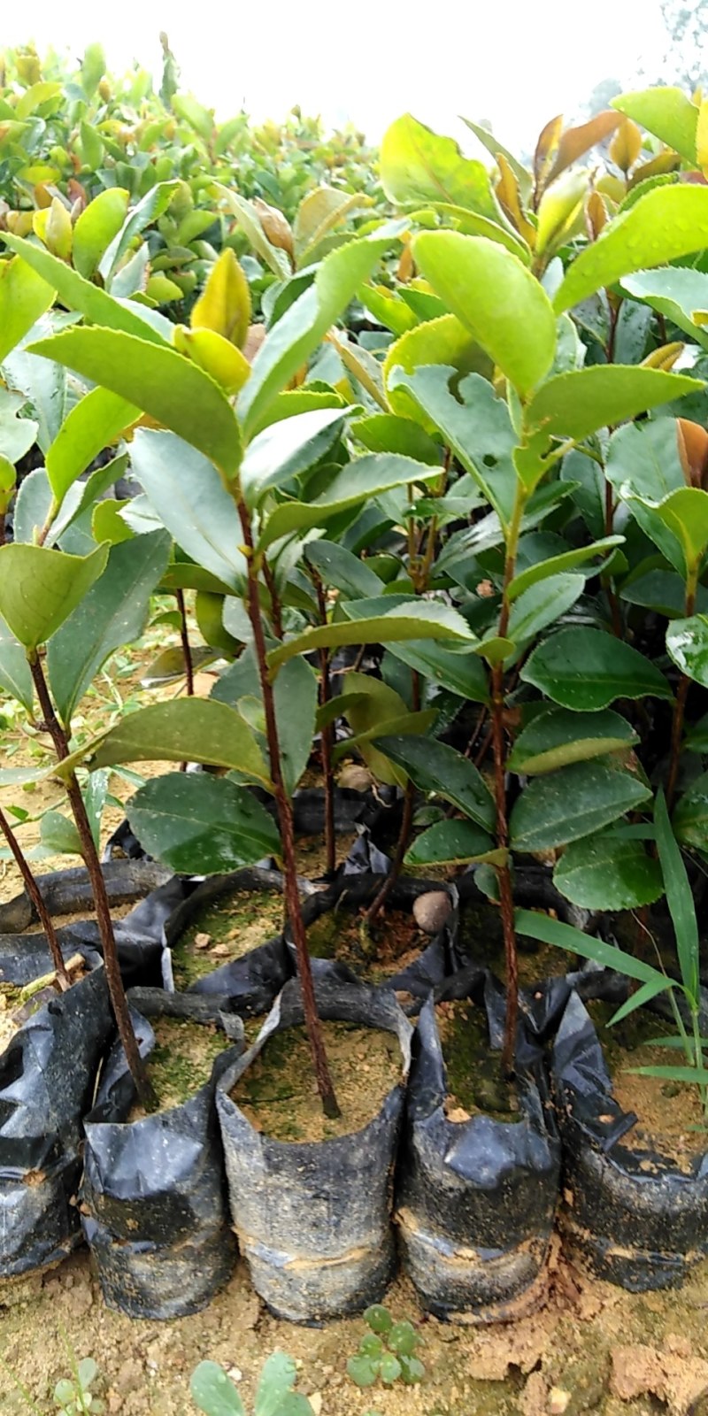 油茶苗，营养袋苗。h20ml起。