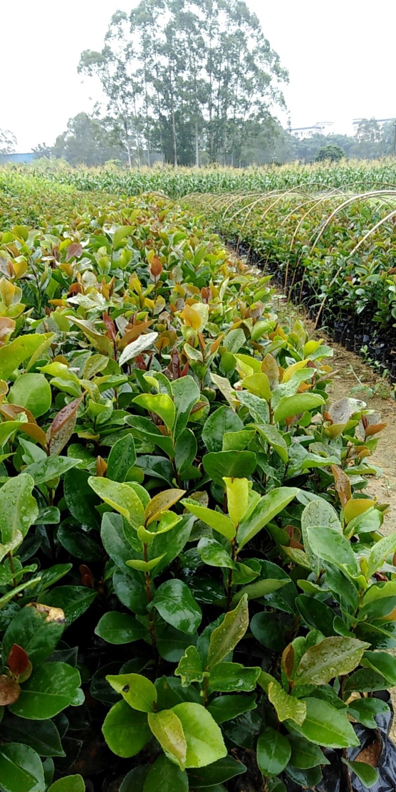 油茶苗，营养袋苗。h20ml起。