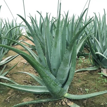 库拉索美容芦荟可食用，净化空气