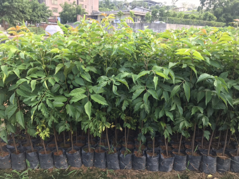 麻楝树苗景观树园林造林绿化苗木阴麻树白皮香椿苗