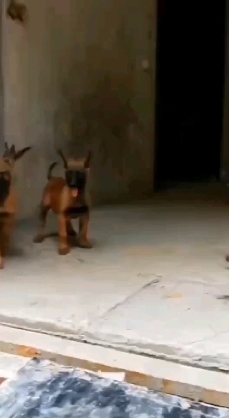 纯种马犬幼犬比利时精品马犬活体黑马犬爆红黑红马犬看家护院