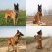 纯种马犬幼犬比利时精品马犬活体黑马犬爆红黑红马犬看家护院