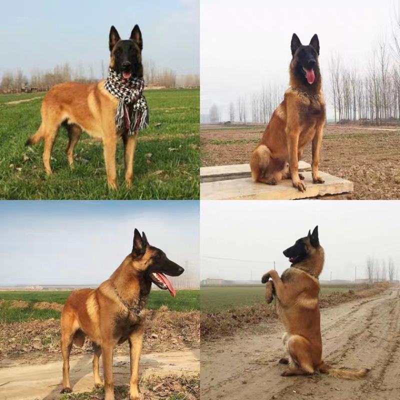 纯种马犬幼犬比利时精品马犬活体黑马犬爆红黑红马犬看家护院