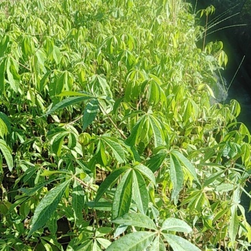 木棉大腹木棉苗，一斤营养杯。