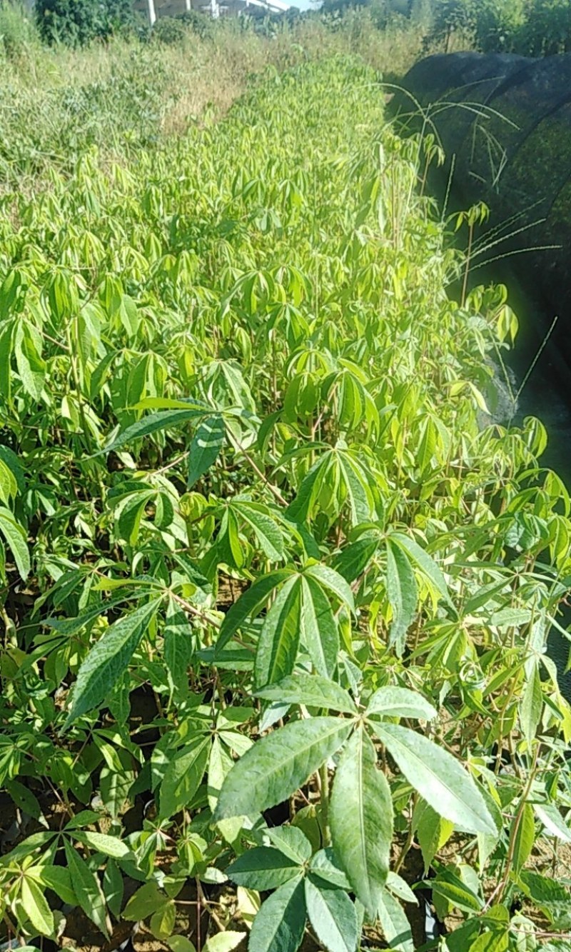 木棉大腹木棉苗，一斤营养杯。