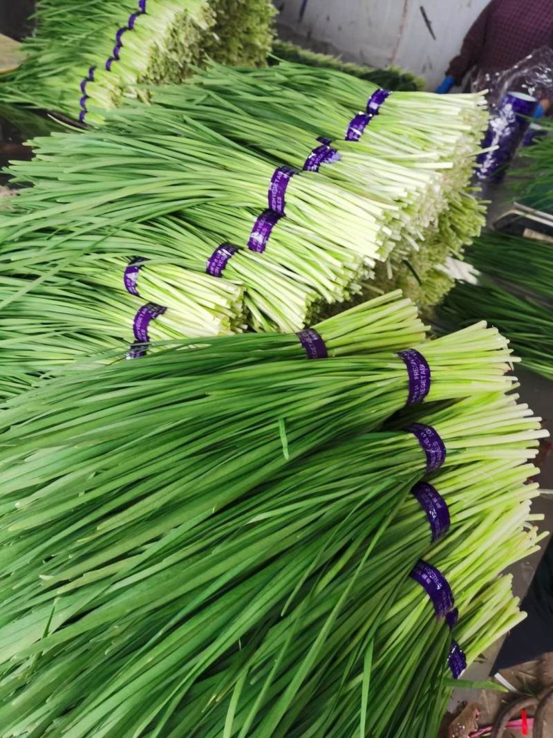 广东精品韭菜超市快递专用包装