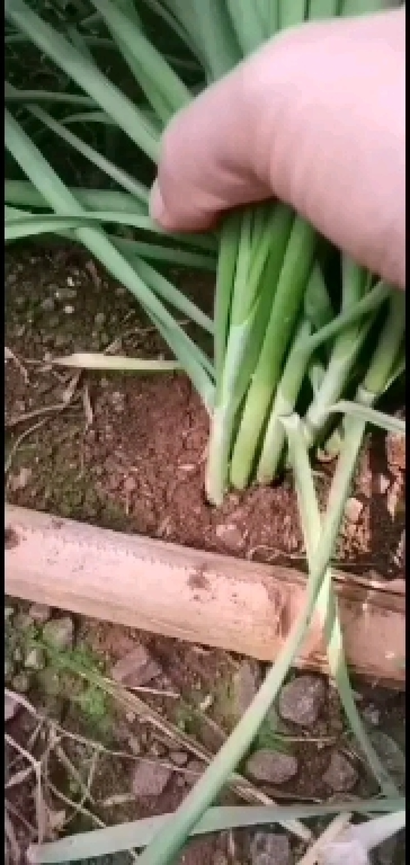 广东精品韭菜超市快递专用包装