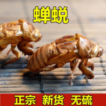 蝉蜕一手货源产地直销
