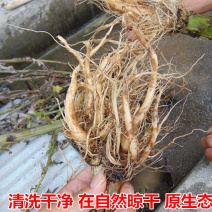 大蓟根一手货源产地直销量大从优