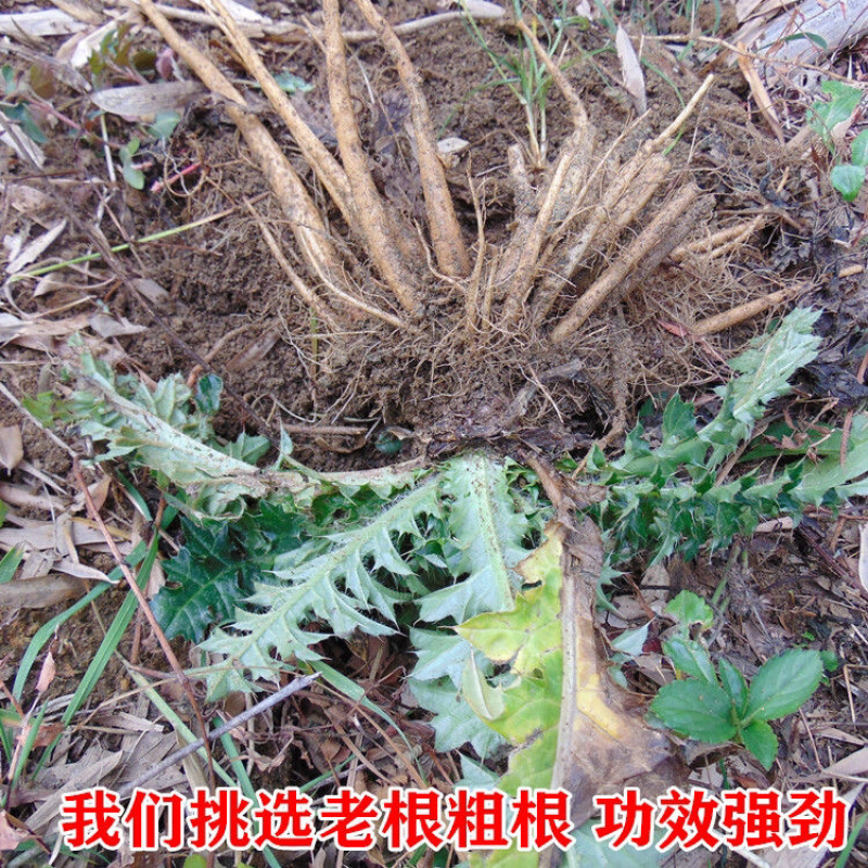大蓟根一手货源产地直销量大从优