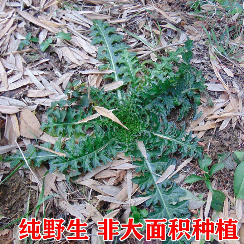 大蓟根一手货源产地直销量大从优