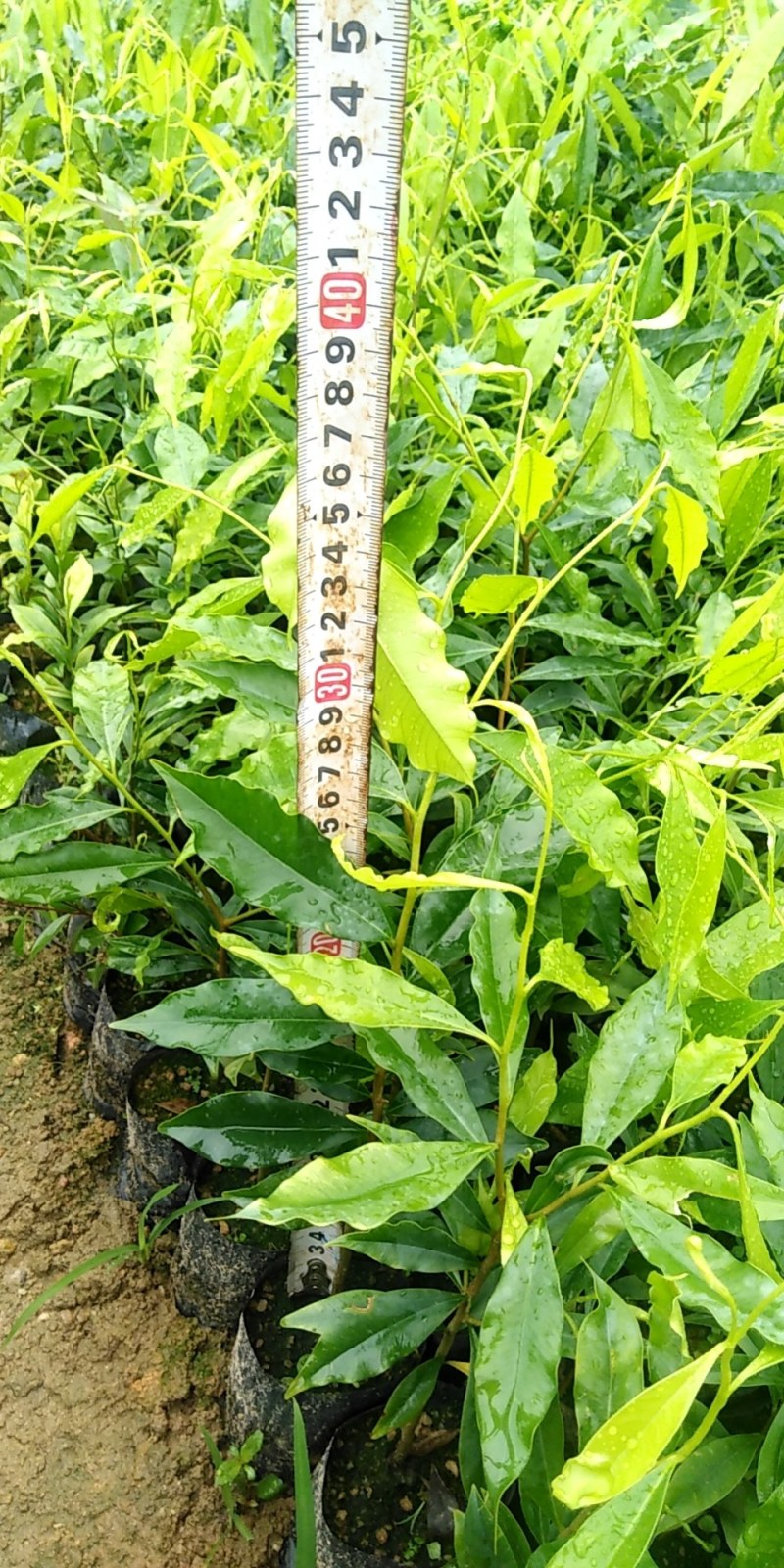 土沉香苗，一斤营养杯，h20ml起。