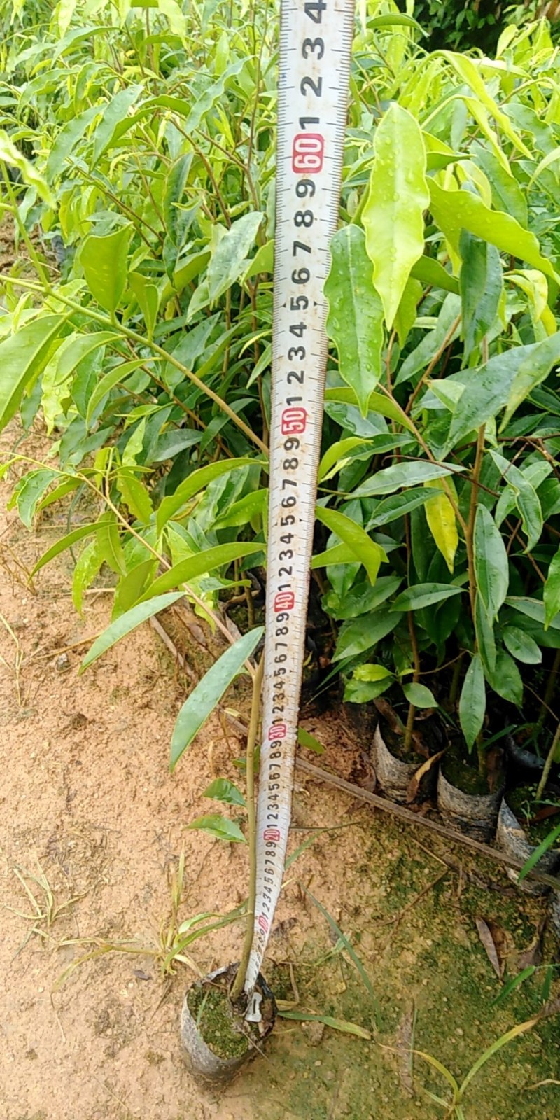 土沉香苗，一斤营养杯，h20ml起。