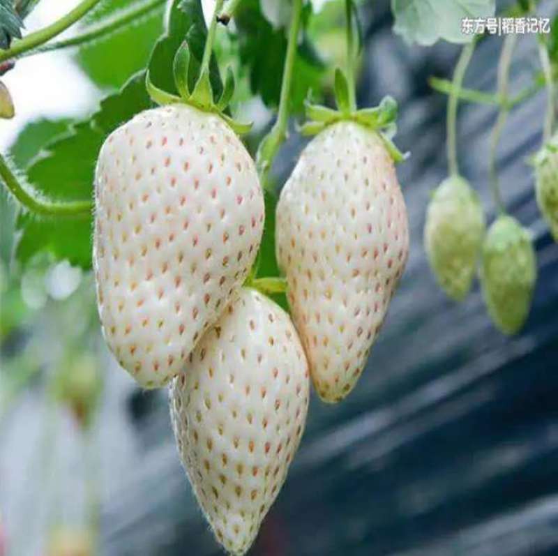 白雪公主种植基地草莓苗现挖现卖根系好保品种量大从优