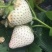 白雪公主种植基地草莓苗现挖现卖根系好保品种量大从优