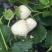 白雪公主种植基地草莓苗现挖现卖根系好保品种量大从优