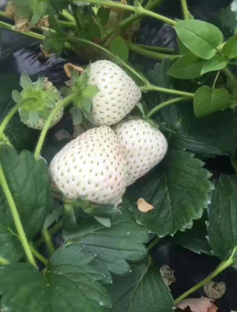 白雪公主种植基地草莓苗现挖现卖根系好保品种量大从优